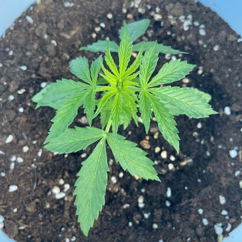 Daiquiri Automatic (11L white pot) growlog timeline photo