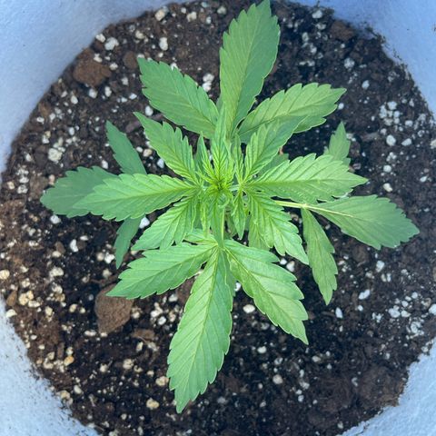 Amnesia skittles automatic  growlog timeline photo
