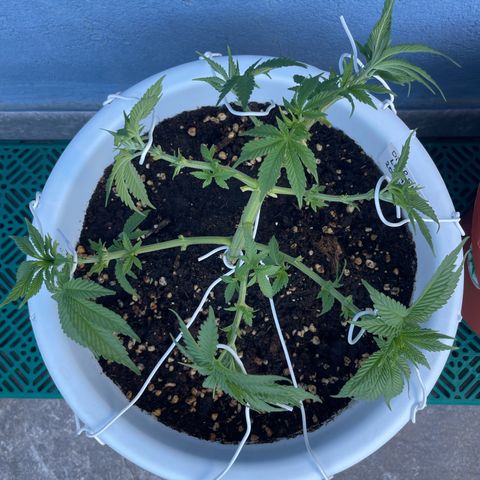 Do-si-dos (experimental) growlog timeline photo