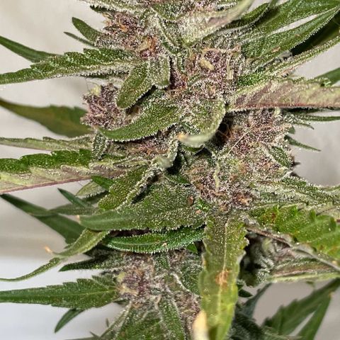 banana Purple Punch - automatic growlog timeline photo