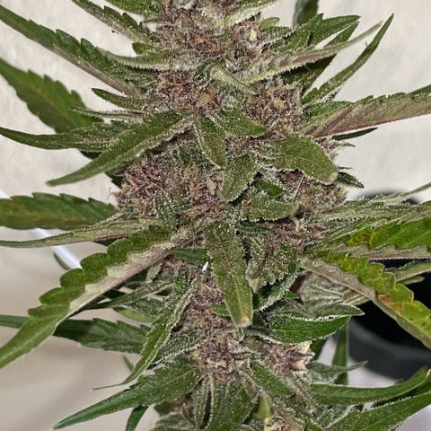banana Purple Punch - automatic growlog timeline photo