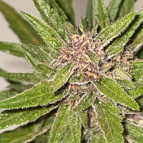 banana Purple Punch - automatic growlog timeline photo