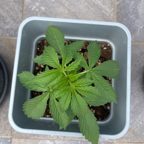 Mohan ram automatic  (7L) growlog timeline photo
