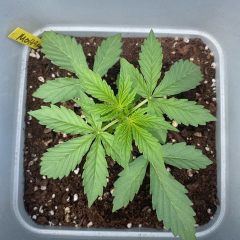 Mohan ram automatic (11L) growlog timeline photo