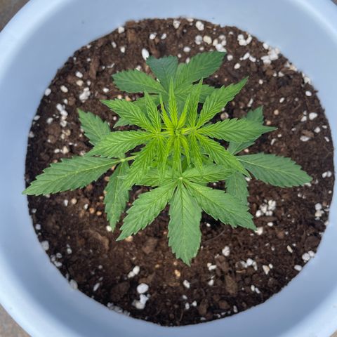 Daiquiri Automatic (11L white pot) growlog timeline photo