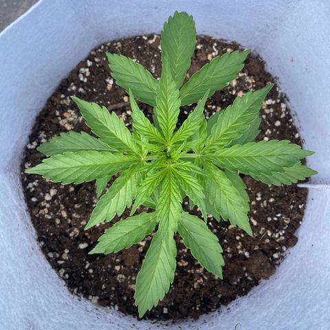 Amnesia skittles automatic  growlog timeline photo
