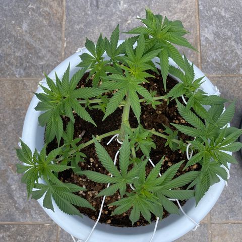 Do-si-dos (experimental) growlog timeline photo