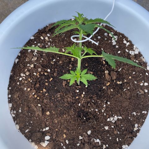 Daiquiri Automatic (11L white pot) growlog photo: After LST