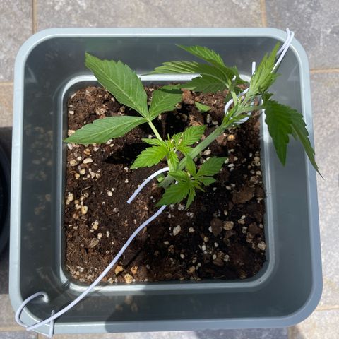 Mohan ram automatic  (7L) growlog timeline photo