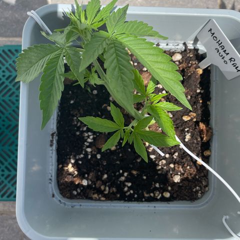 Mohan ram automatic  (7L) growlog timeline photo
