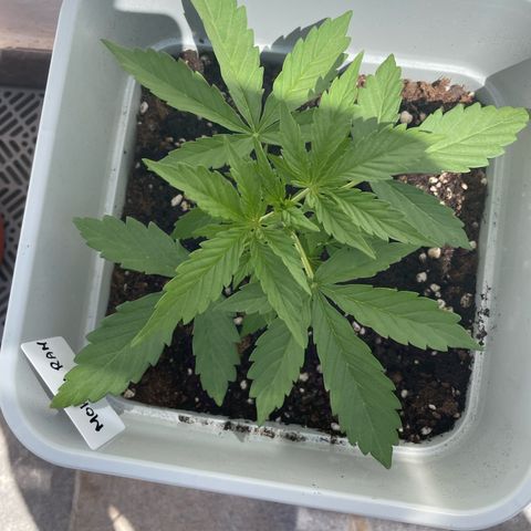 Mohan ram automatic (11L) growlog timeline photo