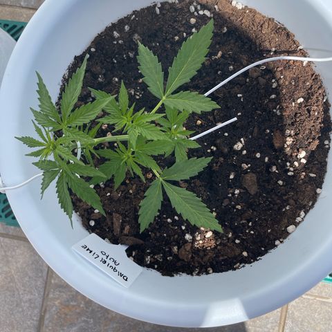 Daiquiri Automatic (11L white pot) growlog timeline photo