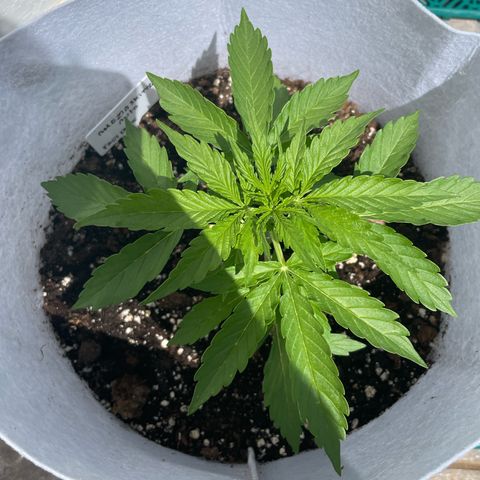 Amnesia skittles automatic  growlog timeline photo