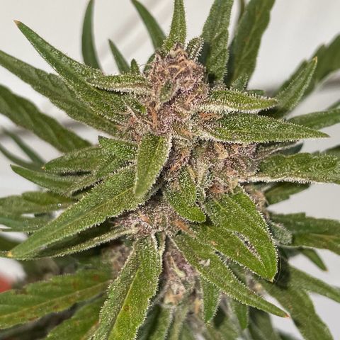 banana Purple Punch - automatic growlog timeline photo