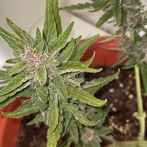 banana Purple Punch - automatic growlog timeline photo