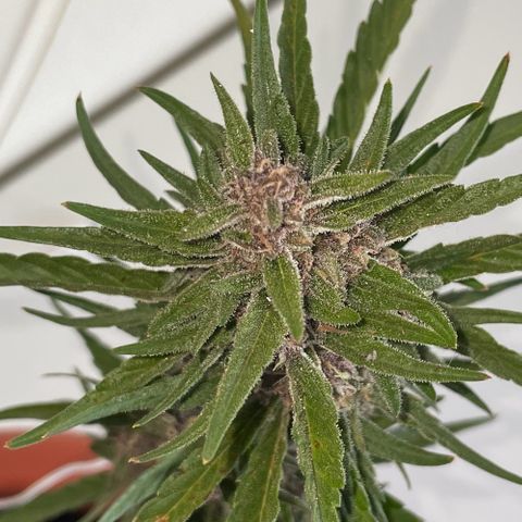 banana Purple Punch - automatic growlog timeline photo