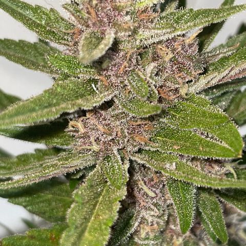 banana Purple Punch - automatic growlog timeline photo