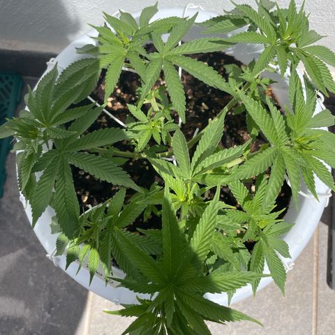 Do-si-dos (experimental) growlog timeline photo