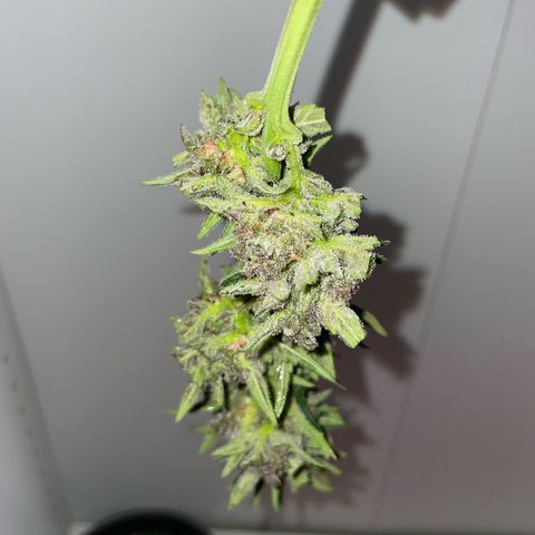 banana Purple Punch - automatic growlog timeline photo