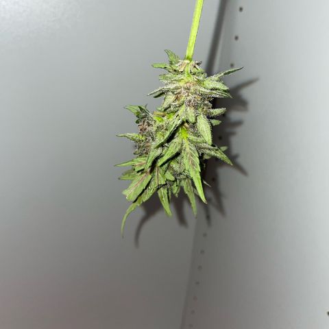 banana Purple Punch - automatic growlog timeline photo