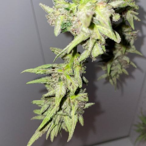 banana Purple Punch - automatic growlog timeline photo