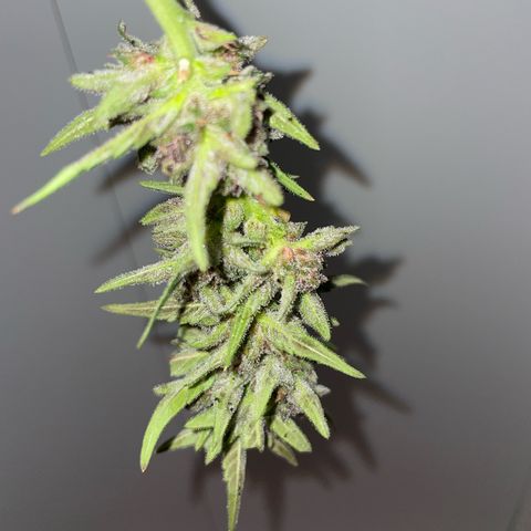 banana Purple Punch - automatic growlog timeline photo