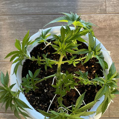 Do-si-dos (experimental) growlog timeline photo
