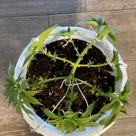 Do-si-dos (experimental) growlog timeline photo