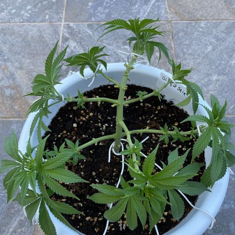 Do-si-dos (experimental) growlog timeline photo
