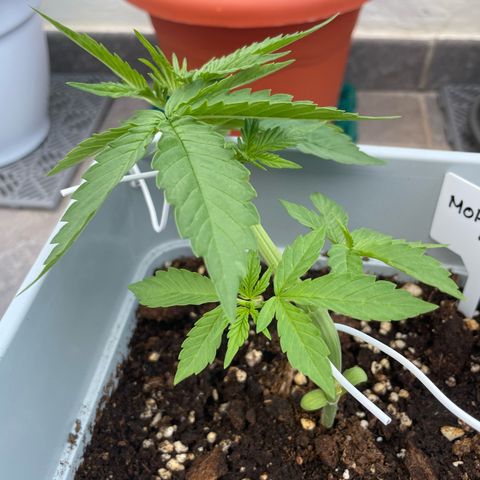 Mohan ram automatic  (7L) growlog timeline photo