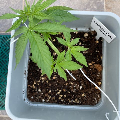 Mohan ram automatic  (7L) growlog timeline photo