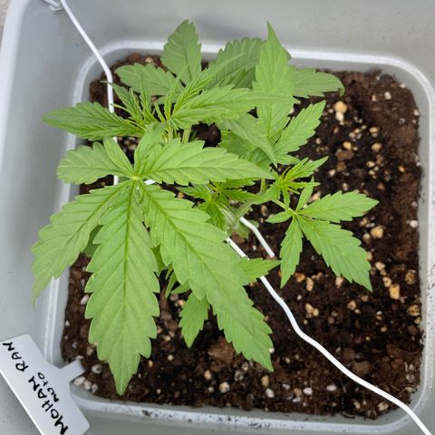 Mohan ram automatic (11L) growlog timeline photo