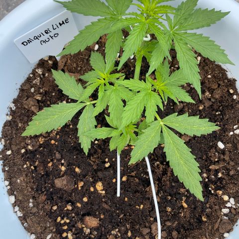 Daiquiri Automatic (11L white pot) growlog timeline photo