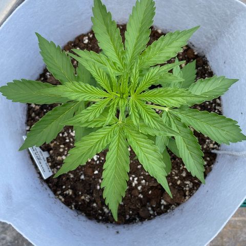 Amnesia skittles automatic  growlog timeline photo