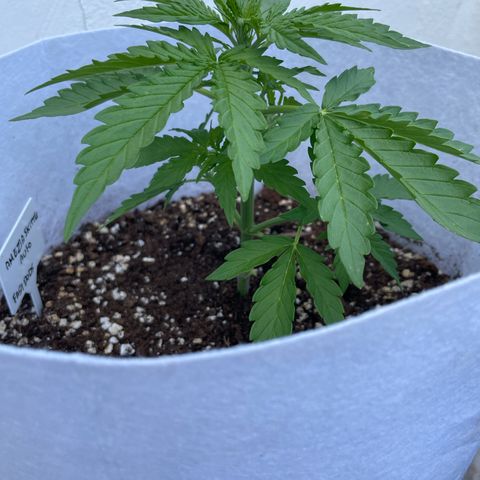 Amnesia skittles automatic  growlog timeline photo