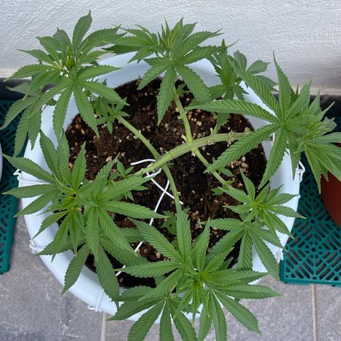 Do-si-dos (experimental) growlog photo: Slowly getting into preflower. Will soon start feeding bloom with the nutrient mix.