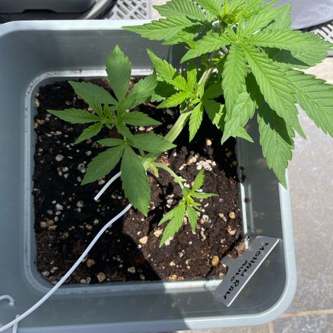 Mohan ram automatic  (7L) growlog timeline photo