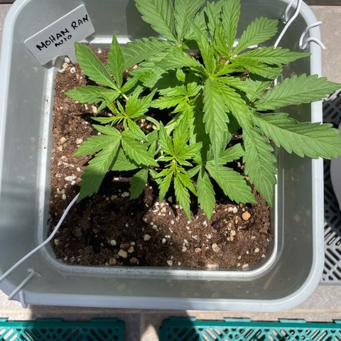 Mohan ram automatic (11L) growlog timeline photo