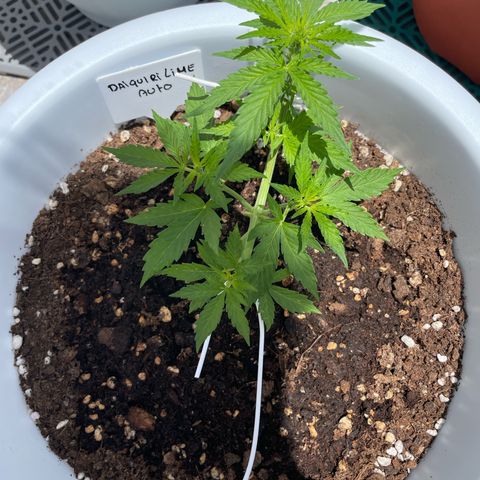 Daiquiri Automatic (11L white pot) growlog timeline photo