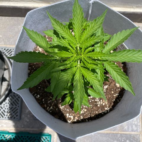 Amnesia skittles automatic  growlog photo: Looks like it is going to be a big autoflower