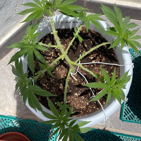 Do-si-dos (experimental) growlog timeline photo