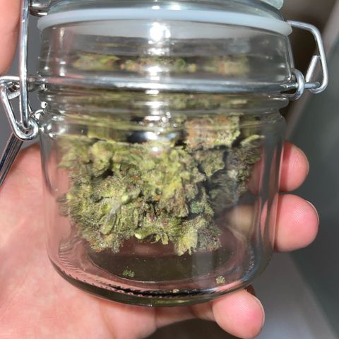 banana Purple Punch - automatic growlog timeline photo