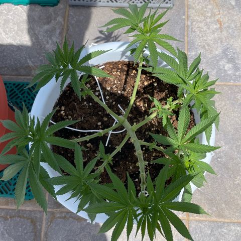 Do-si-dos (experimental) growlog timeline photo