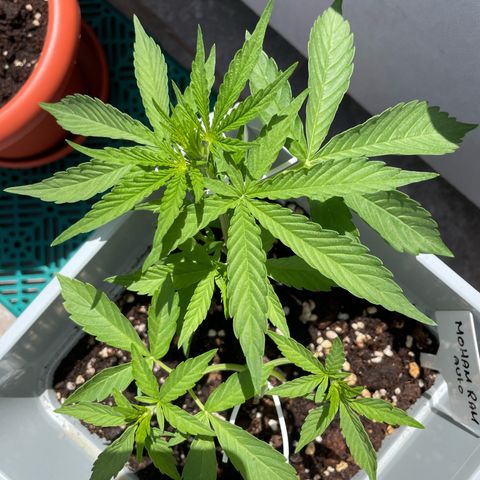 Mohan ram automatic  (7L) growlog timeline photo