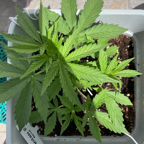 Mohan ram automatic (11L) growlog timeline photo