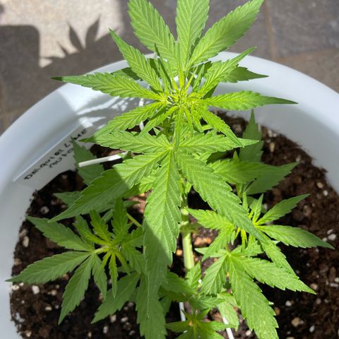 Daiquiri Automatic (11L white pot) growlog timeline photo