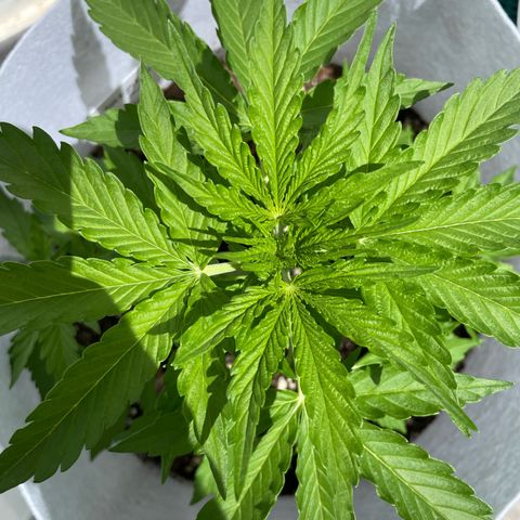 Amnesia skittles automatic  growlog timeline photo