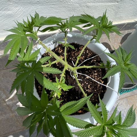 Do-si-dos (experimental) growlog timeline photo