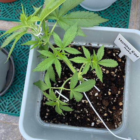 Mohan ram automatic  (7L) growlog photo: After lst 