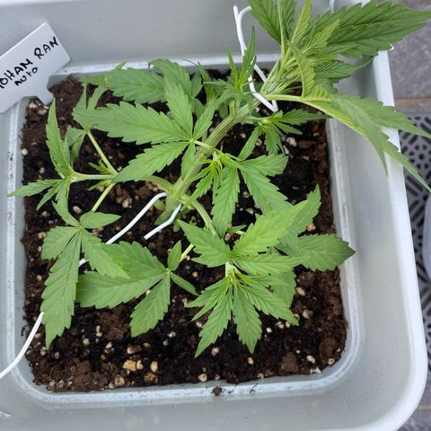 Mohan ram automatic (11L) growlog photo: After lst 
